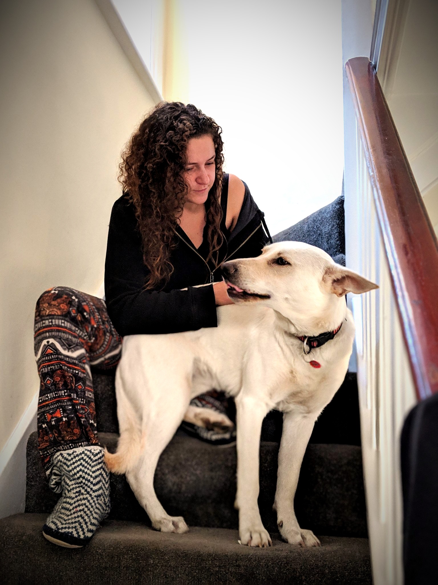 Paws at Home