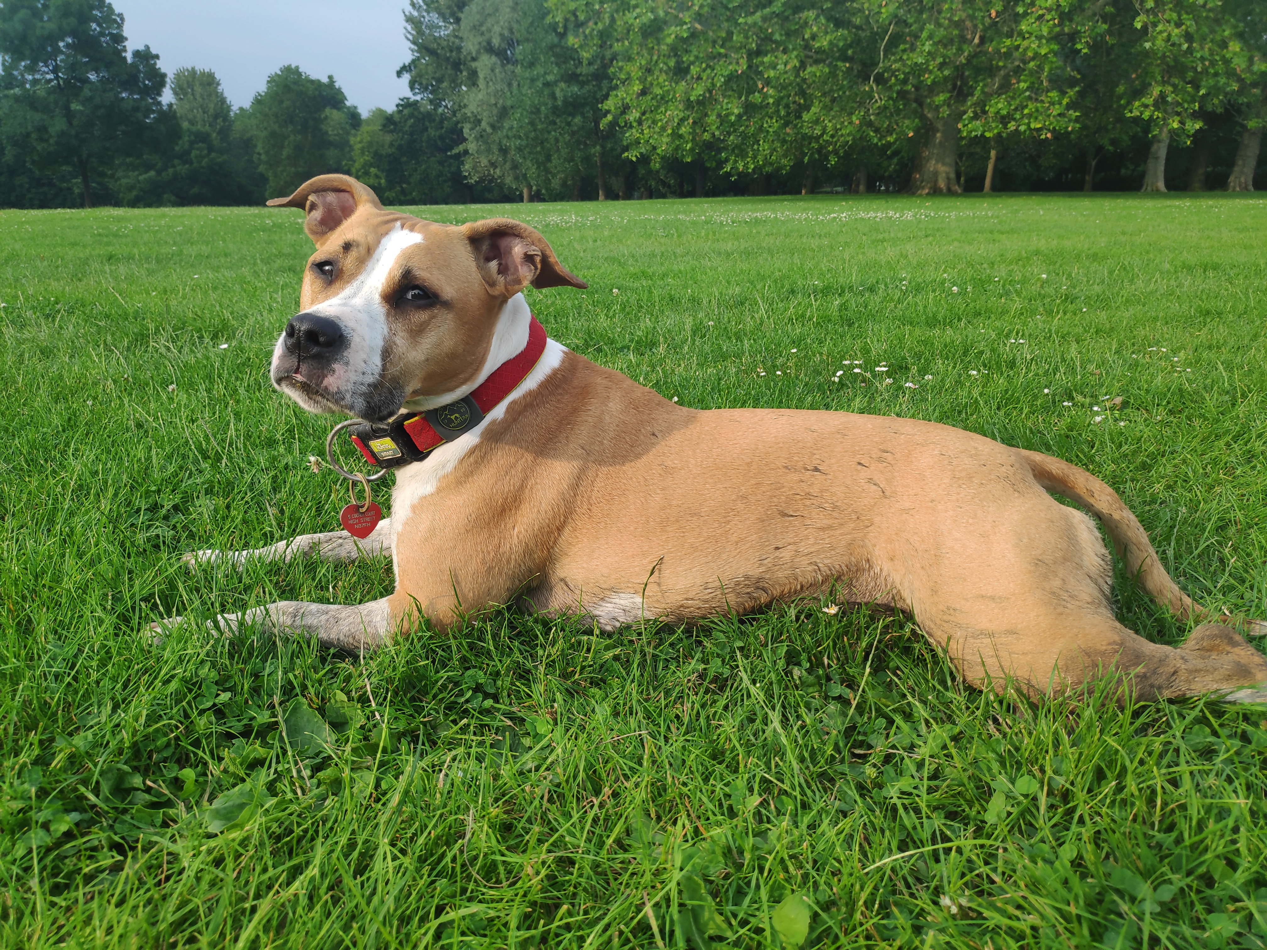 Dog care review